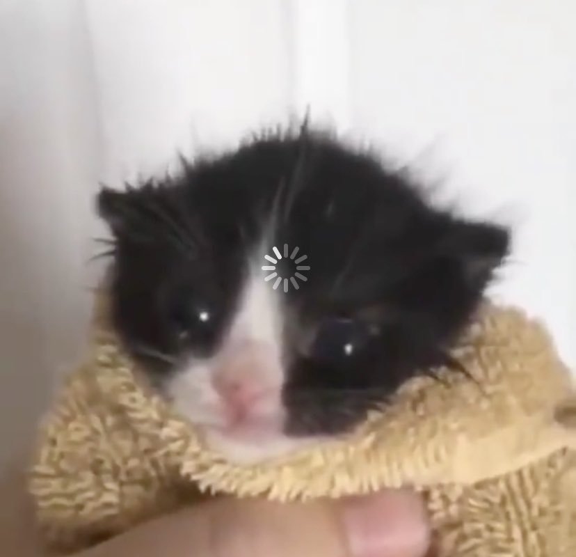 Kitten with a buffering symbol on its forehead